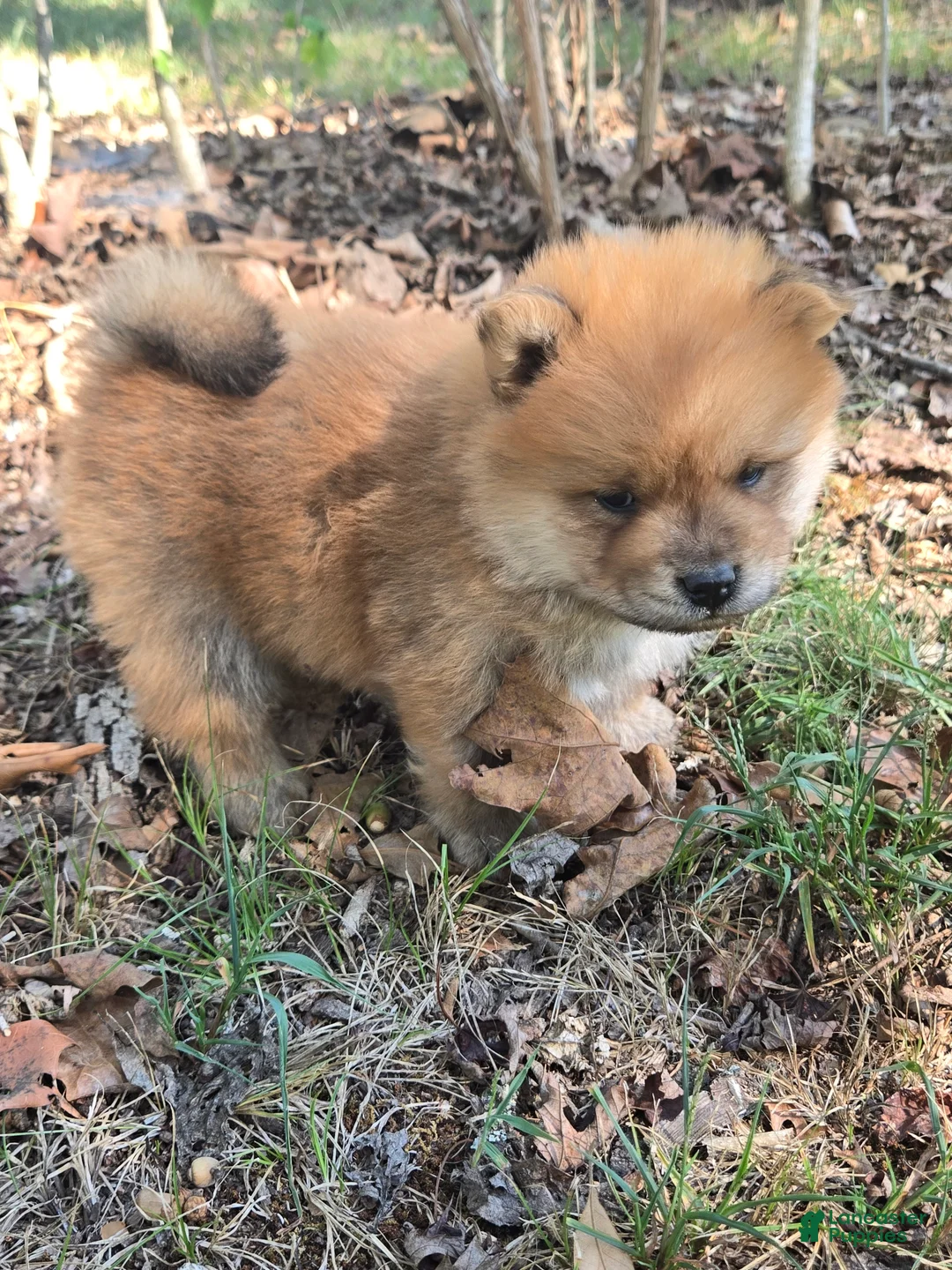 Chow Chow dogs for sale: Lil Red - Ad 2