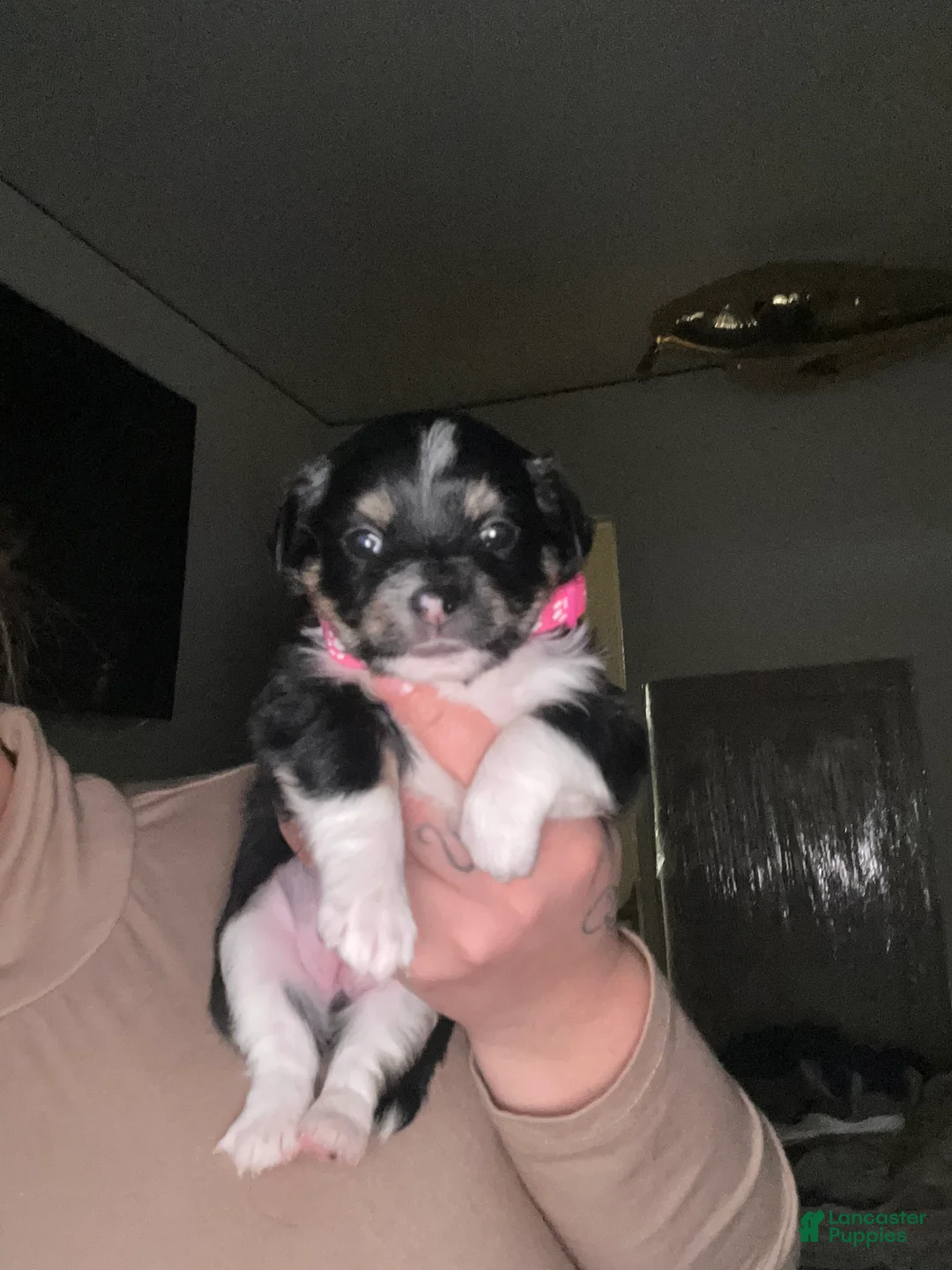 Chihuahua dogs for sale: Chihuahua Puppy 4 - Ad 2