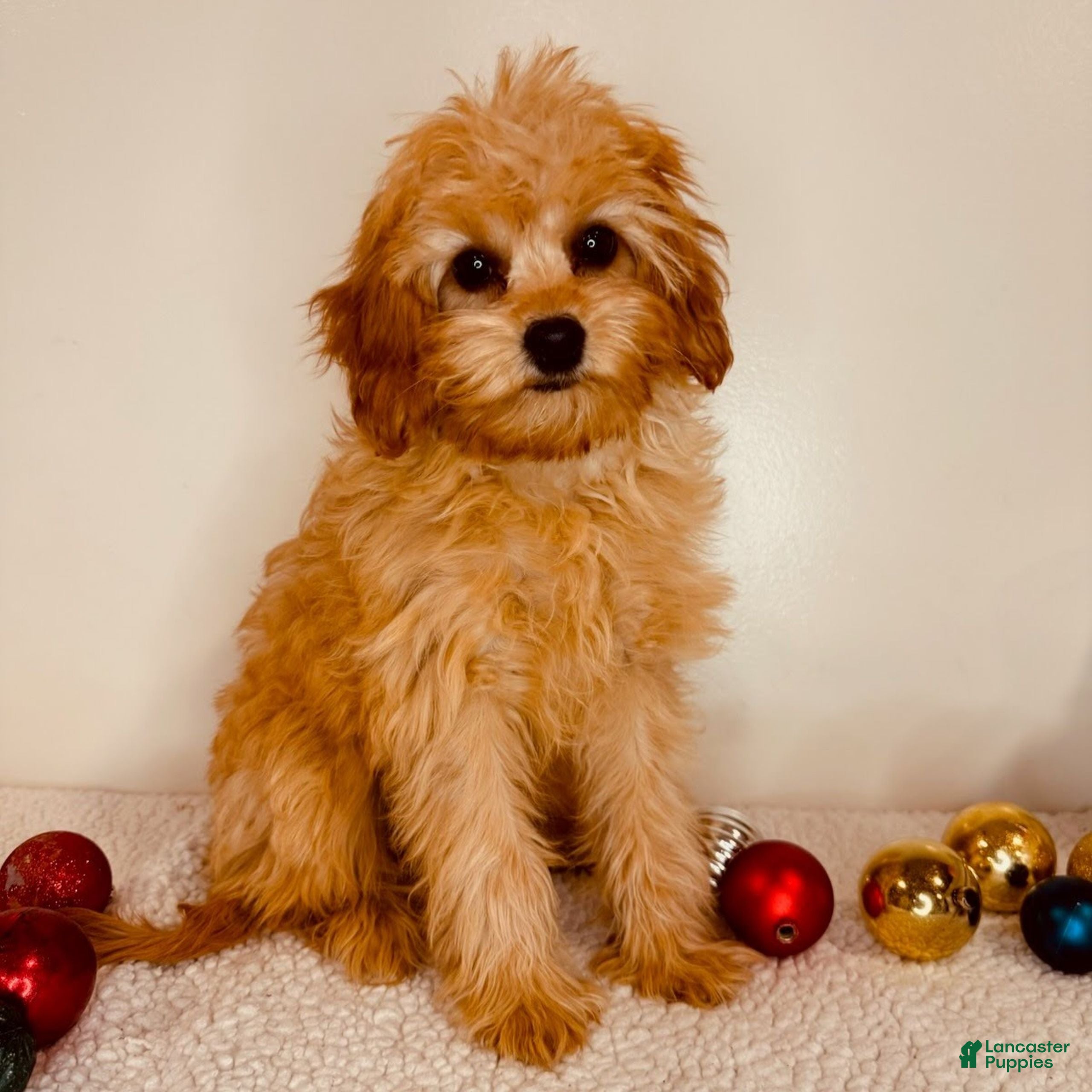 Cavapoo dogs Autumn  - Ad 15