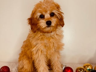Cavapoo dogs for sale: Autumn - Ad 1