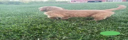 Golden Retriever dogs for sale: Chase - Ad 5