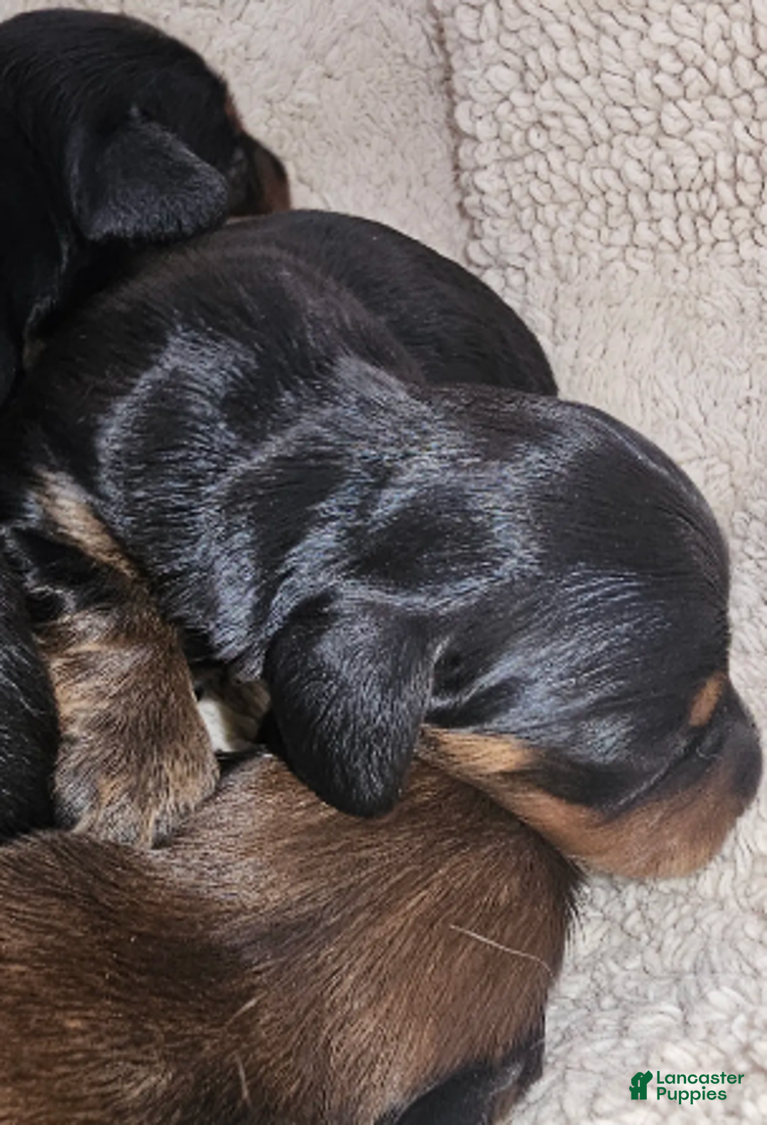 Miniature Dachshund dogs for sale: Lil-Lite Long haired - Ad 3