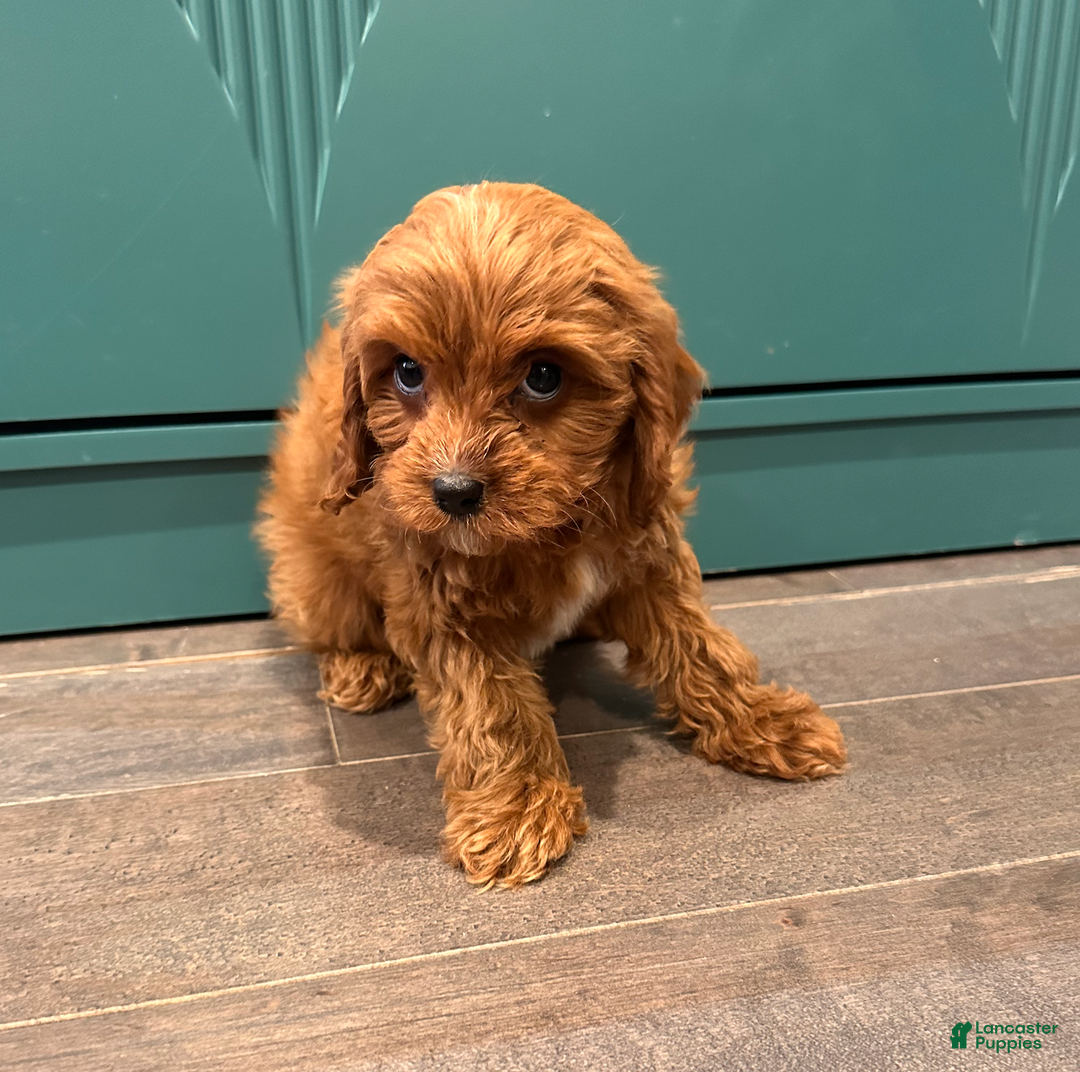 Cavapoo dogs for sale: Pearl- POTTY TRAINING and CRATE TRAINED - Ad 3