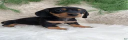 Dachshund dogs for sale: Roscoe  - Ad 3