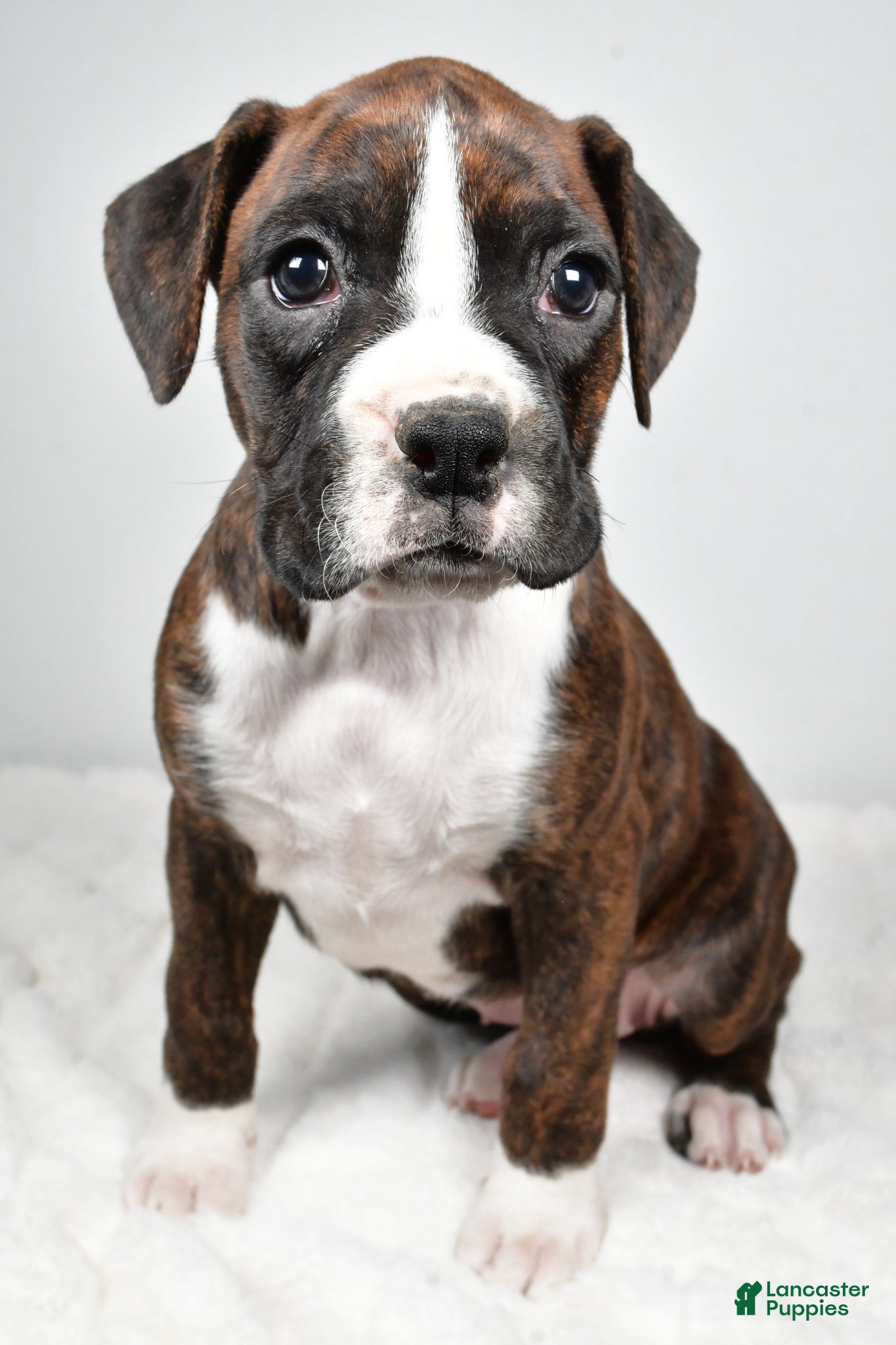 Boxer dogs Daisy - Ad 2