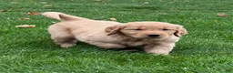 Golden Retriever dogs for sale: Neo - Ad 5