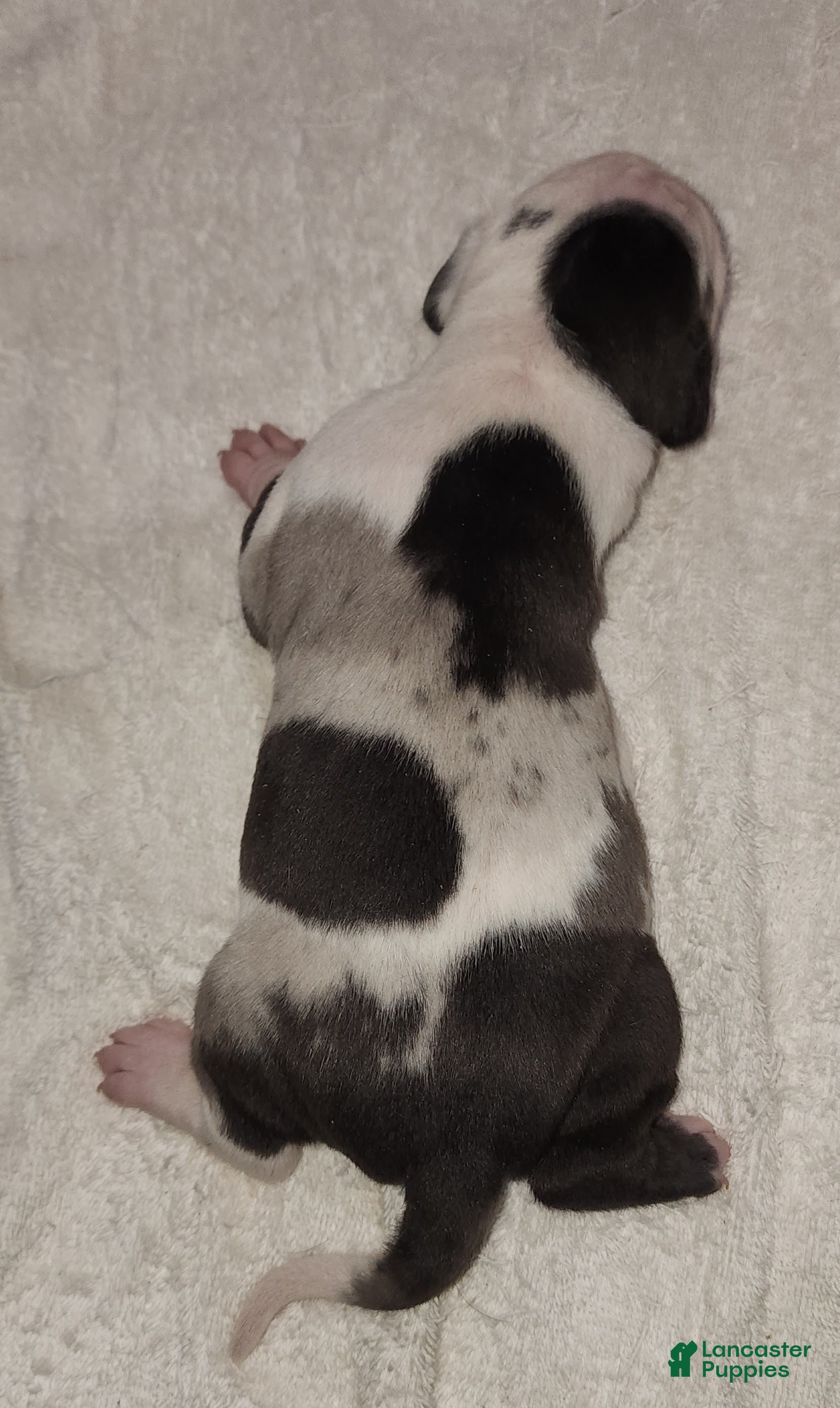 Catahoula Leopard Dog dogs Gabby F2025 F2 Catahoula Puppy - Ad 28