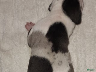 Catahoula Leopard Dog dogs Gabby F2025 F2 Catahoula Puppy - Ad 37