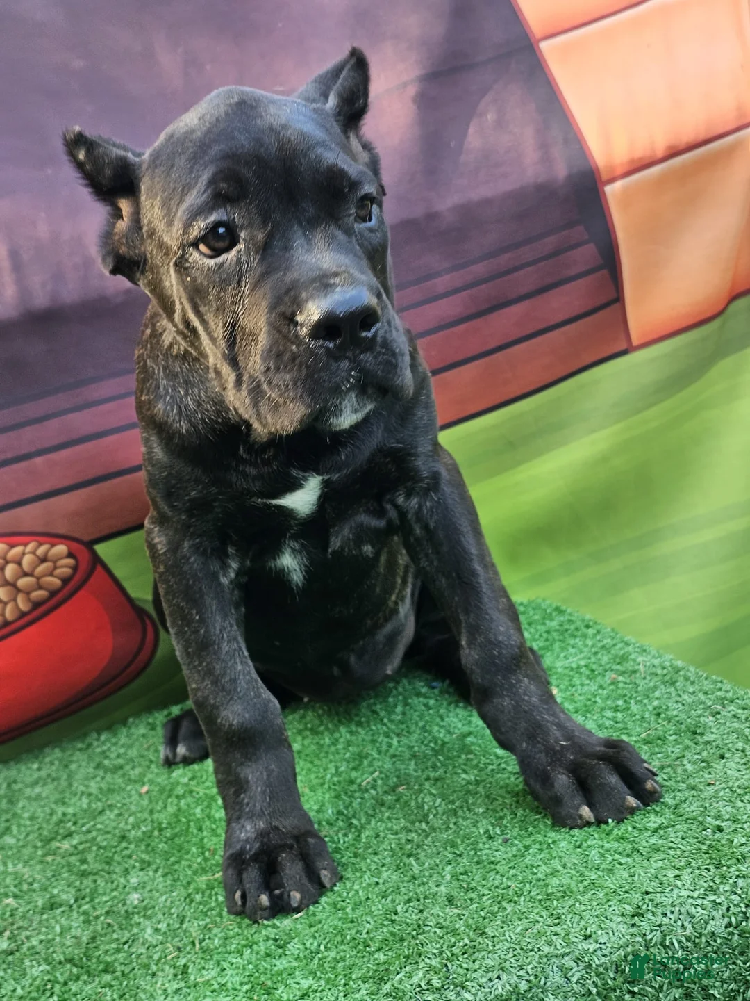 Cane Corso dogs for sale: ELLA - Ad 1