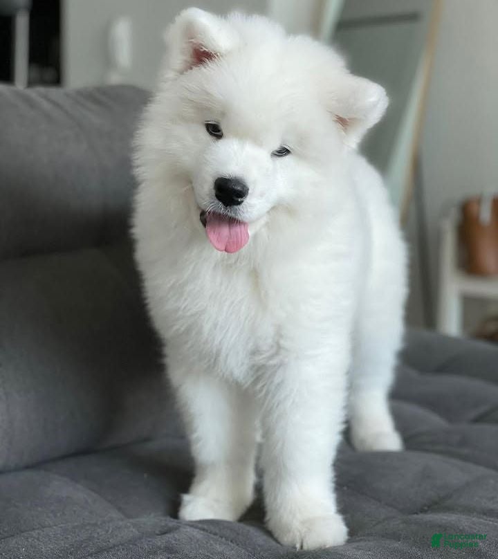 Samoyed dogs Ghost - Ad 3