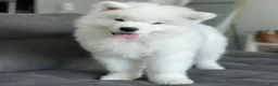 Samoyed dogs for sale: Ghost - Ad 1