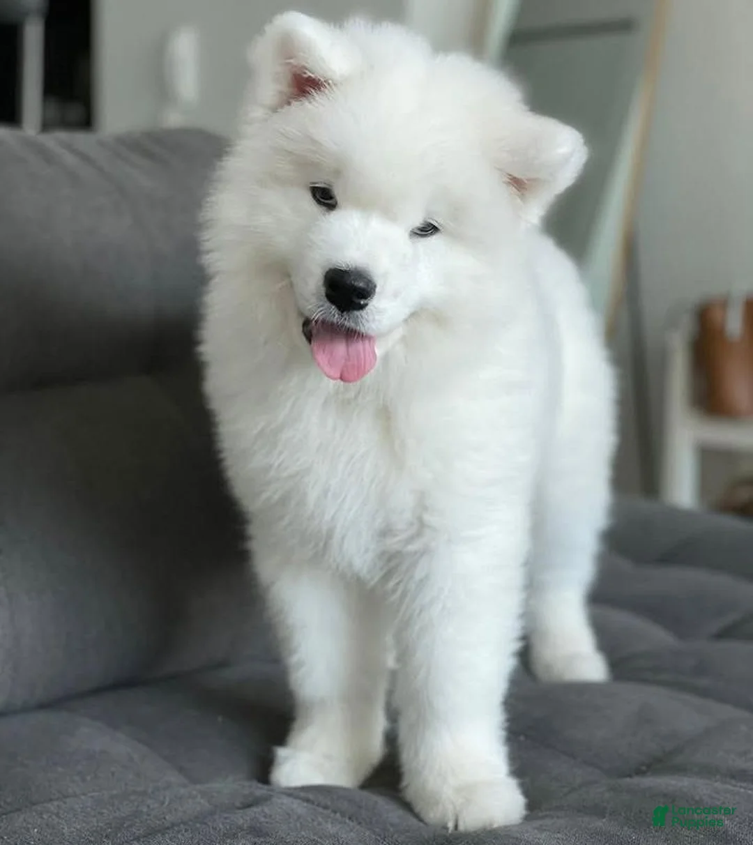 Samoyed dogs for sale: Ghost - Ad 1