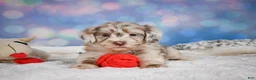 Mini Goldendoodle dogs for sale: Lucy - Ad 6
