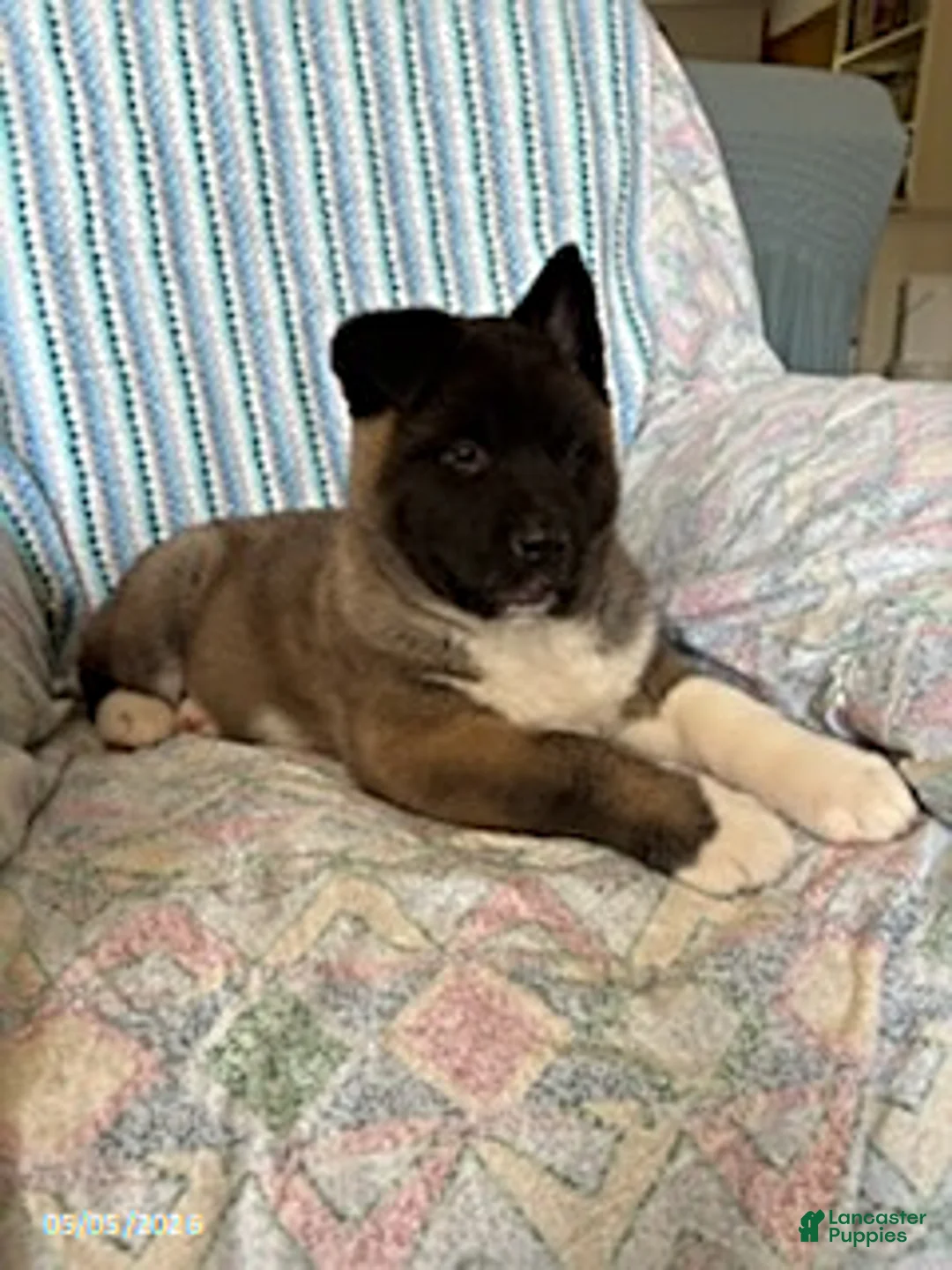 Akita dogs for sale: Richard - Ad 2