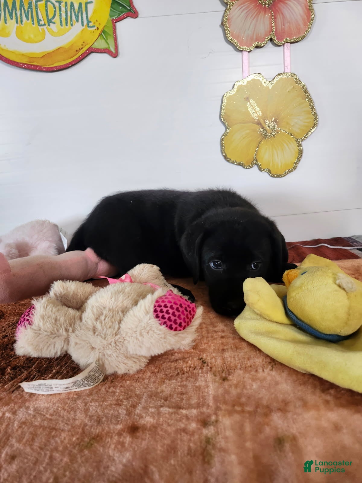 Labrador Retriever dogs Rory - Ad 2