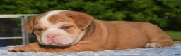 Mixed Breed dogs for sale: Tank hybrid bulldog puppy - Ad 15