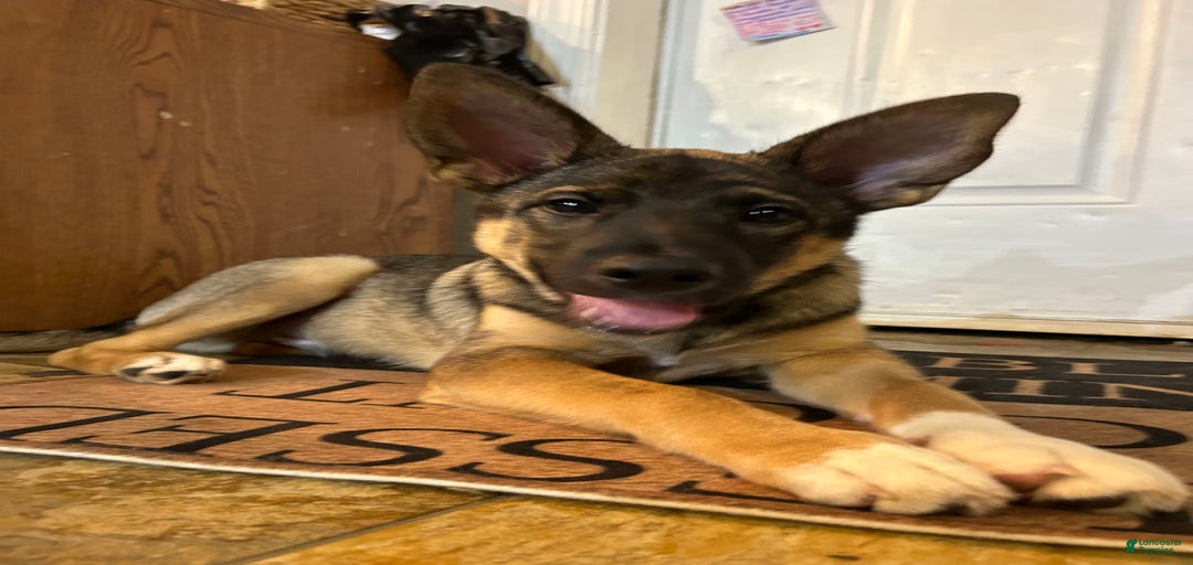 Gallery Image {{count}}