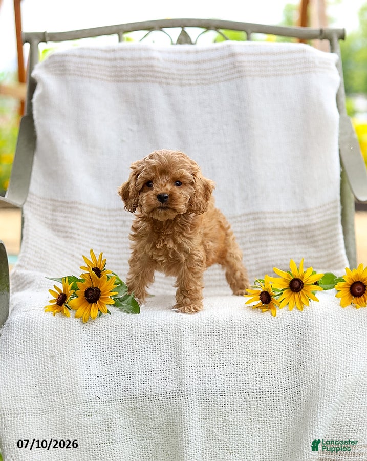 Cockapoo dogs Curtis - Ad 1