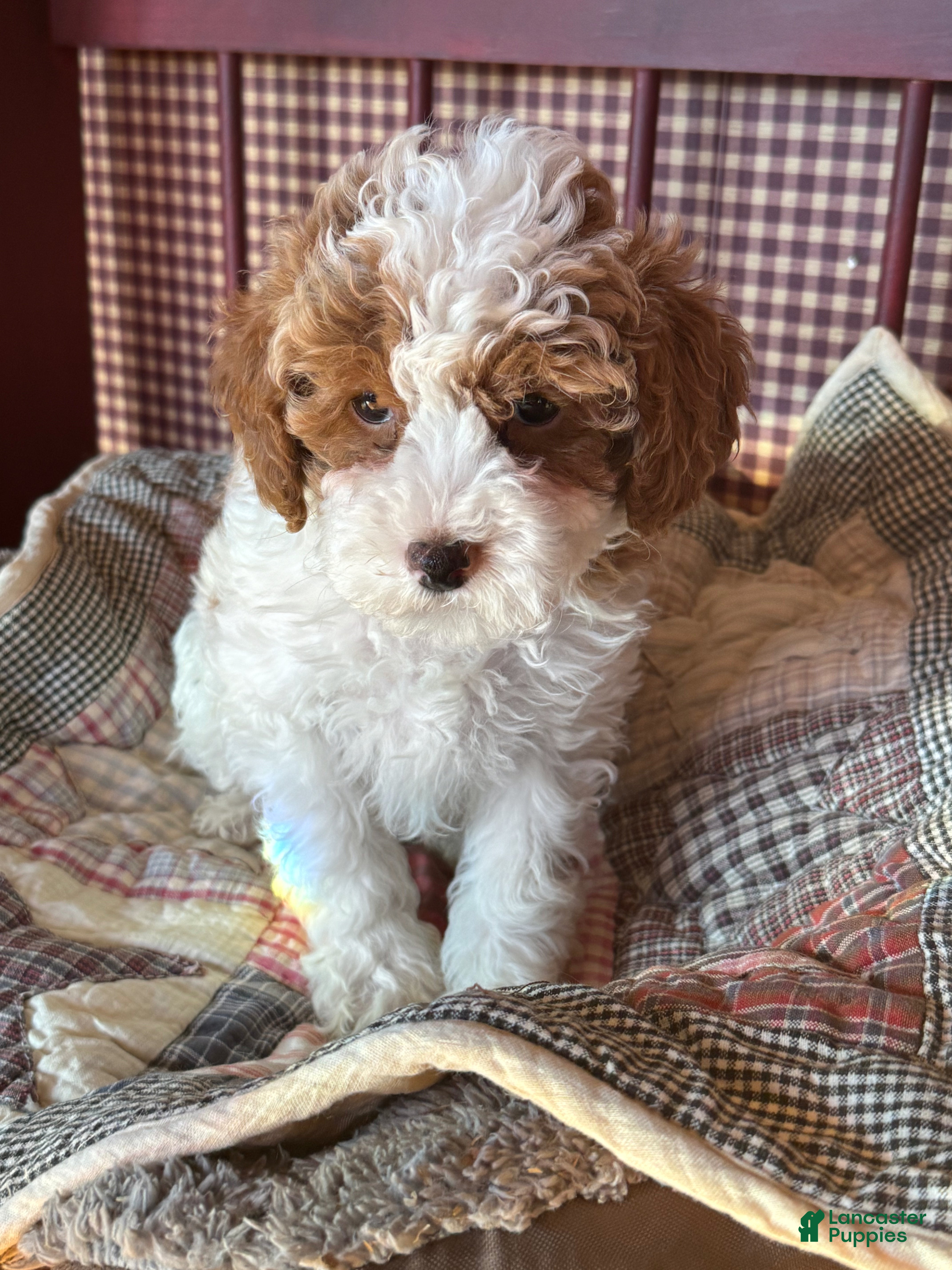 Cavapoo dogs Flurry - Ad 20