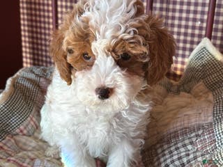 Cavapoo dogs Flurry - Ad 30