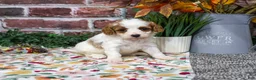 Cavapoo dogs for sale: Aurora - Ad 4