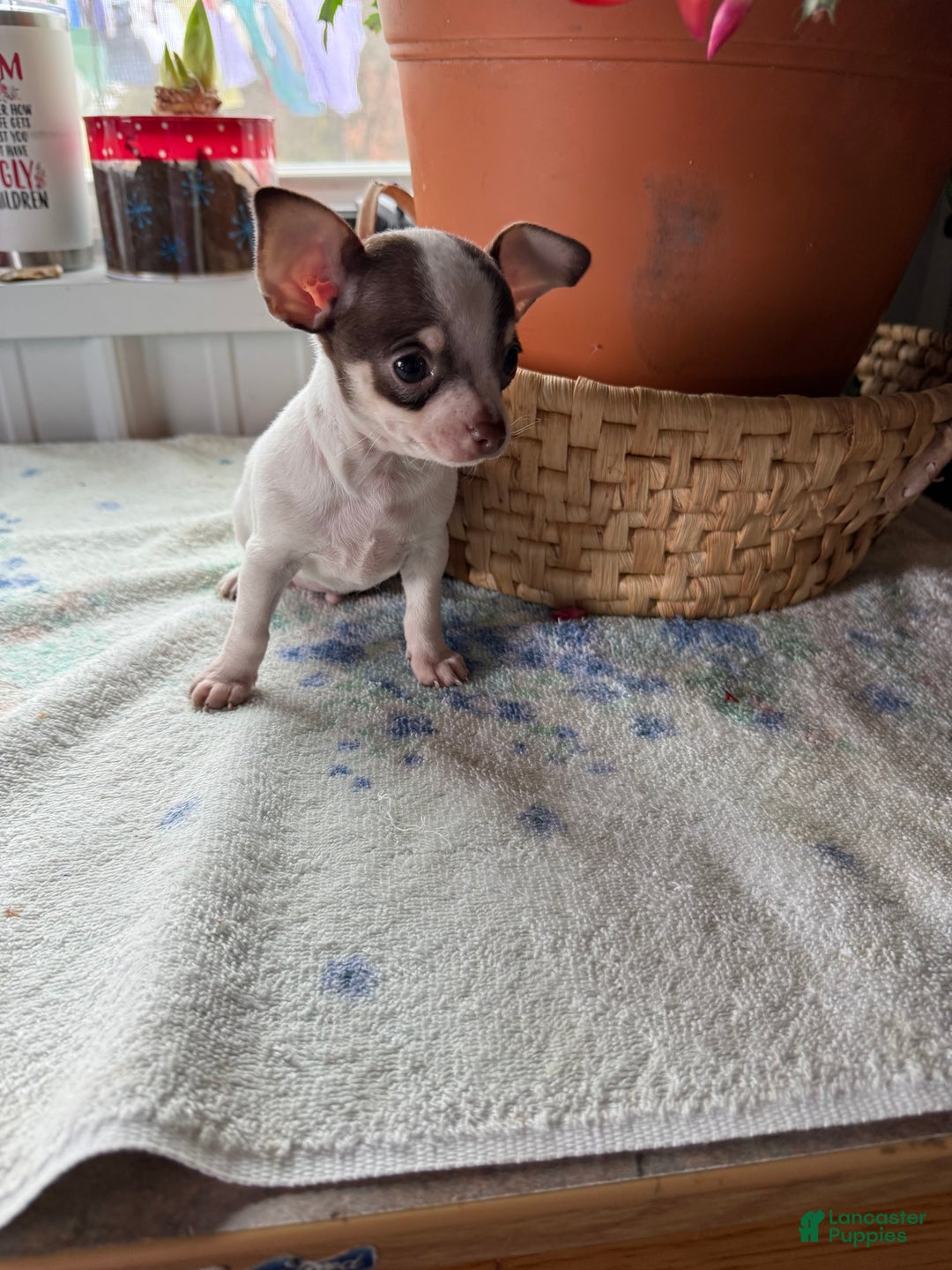 Chihuahua dogs for sale: Tiny striker - Ad 3
