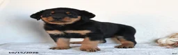Rottweiler dogs for sale: Moxie - Ad 3