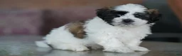 Shih Tzu dogs for sale: Male - Sarge - Ad 3