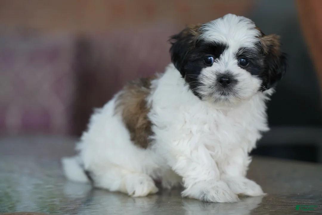 Shih Tzu dogs for sale: Male - Sarge - Ad 3