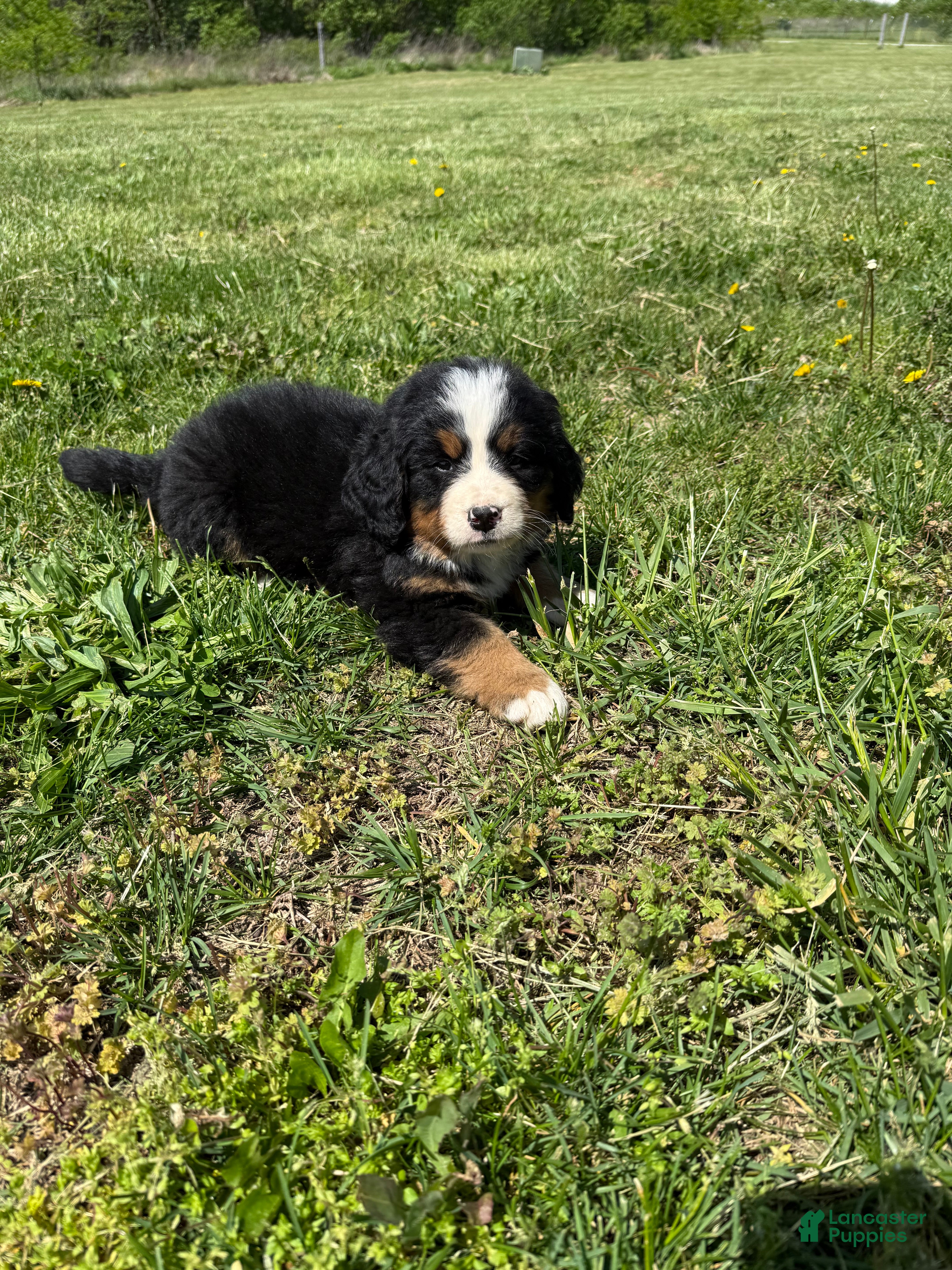 Bernese Mountain Dog dogs Bailey - Ad 4