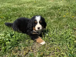 Bernese Mountain Dog dogs Bailey - Ad 5