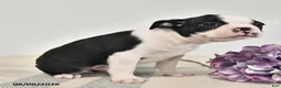 Boston Terrier dogs for sale: Jasper - Ad 3