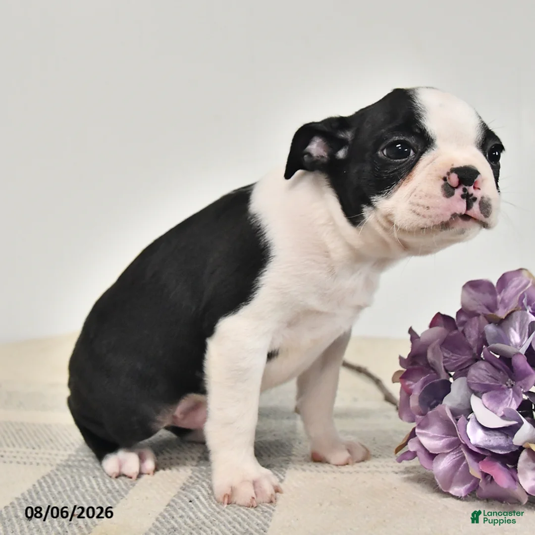 Boston Terrier dogs for sale: Jasper - Ad 3