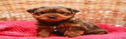 Yorkshire Terrier dogs for sale: Teddy (Small) - Ad 2