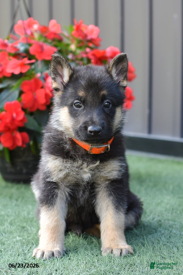 German Shepherd dogs Amanda - Ad 2