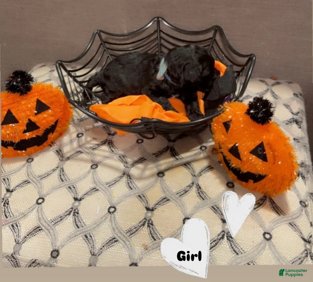 Goldendoodle dogs for sale: Goldendoodle 4 - Ad 1