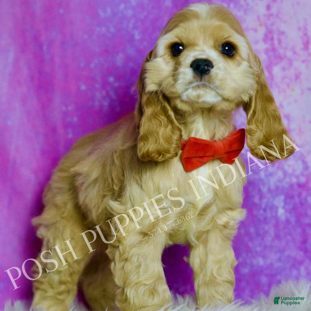 Cocker Spaniel dogs for sale: Bennie - Ad 6