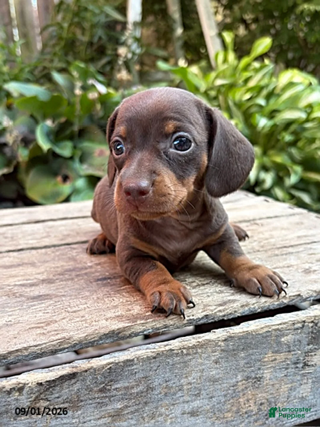 Dachshund dogs for sale: Fable - Ad 3