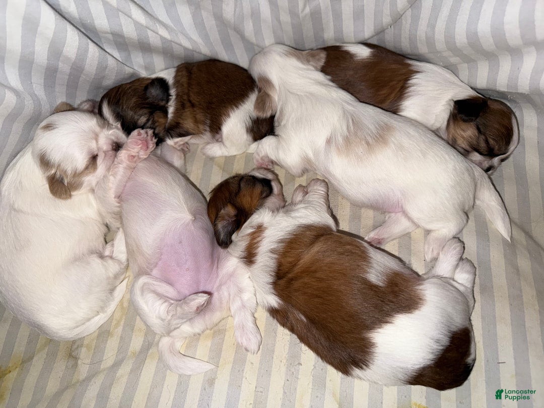 Shih Tzu dogs for sale: Shih Tzu Puppy 1 - Ad 10