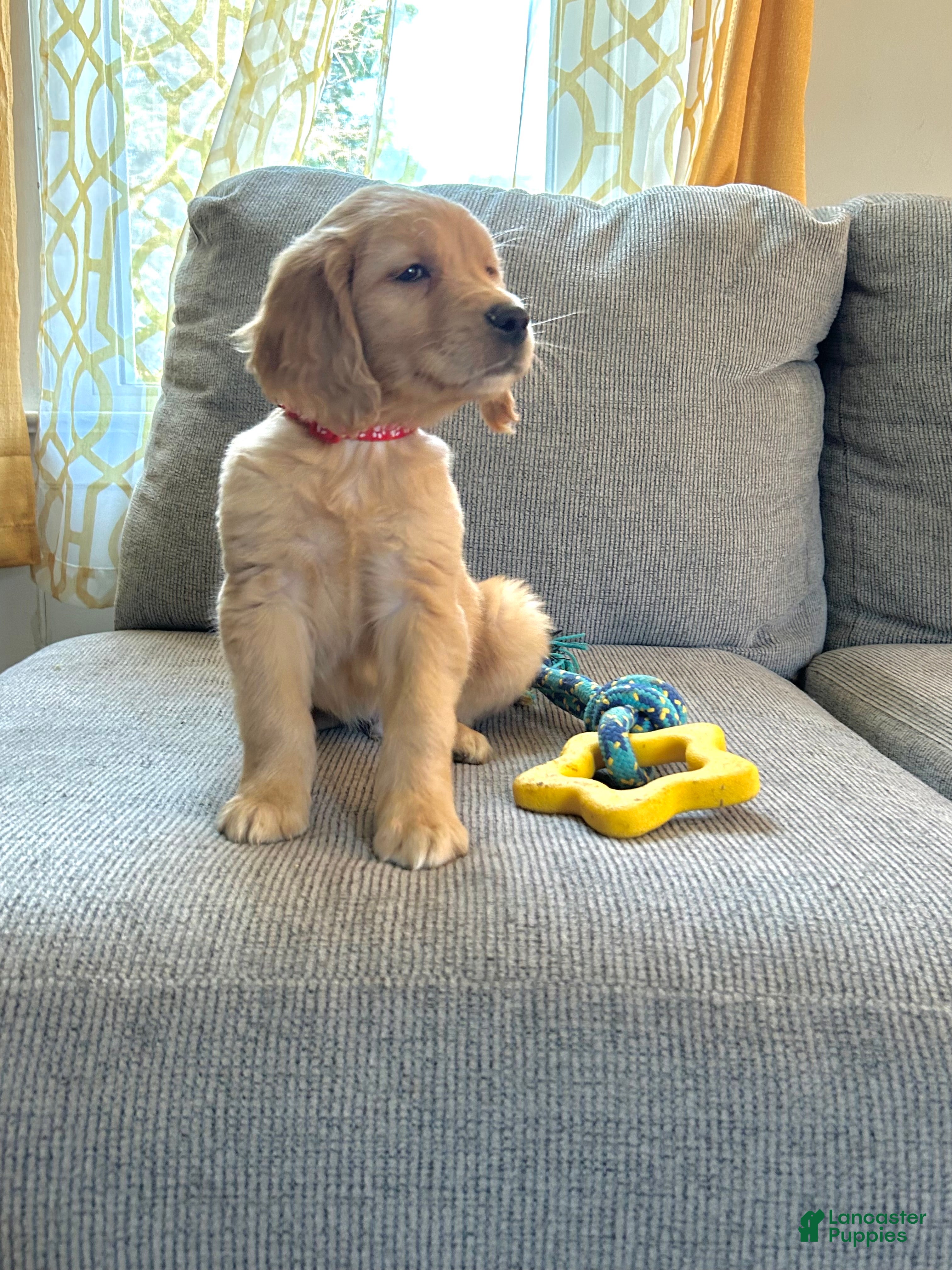 Golden Retriever dogs Leo - Ad 2