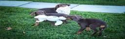 Doberman Pinscher dogs for sale: MASTER - Ad 21