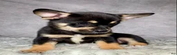 Mixed Breed dogs for sale: Mr. Bailey - Ad 5