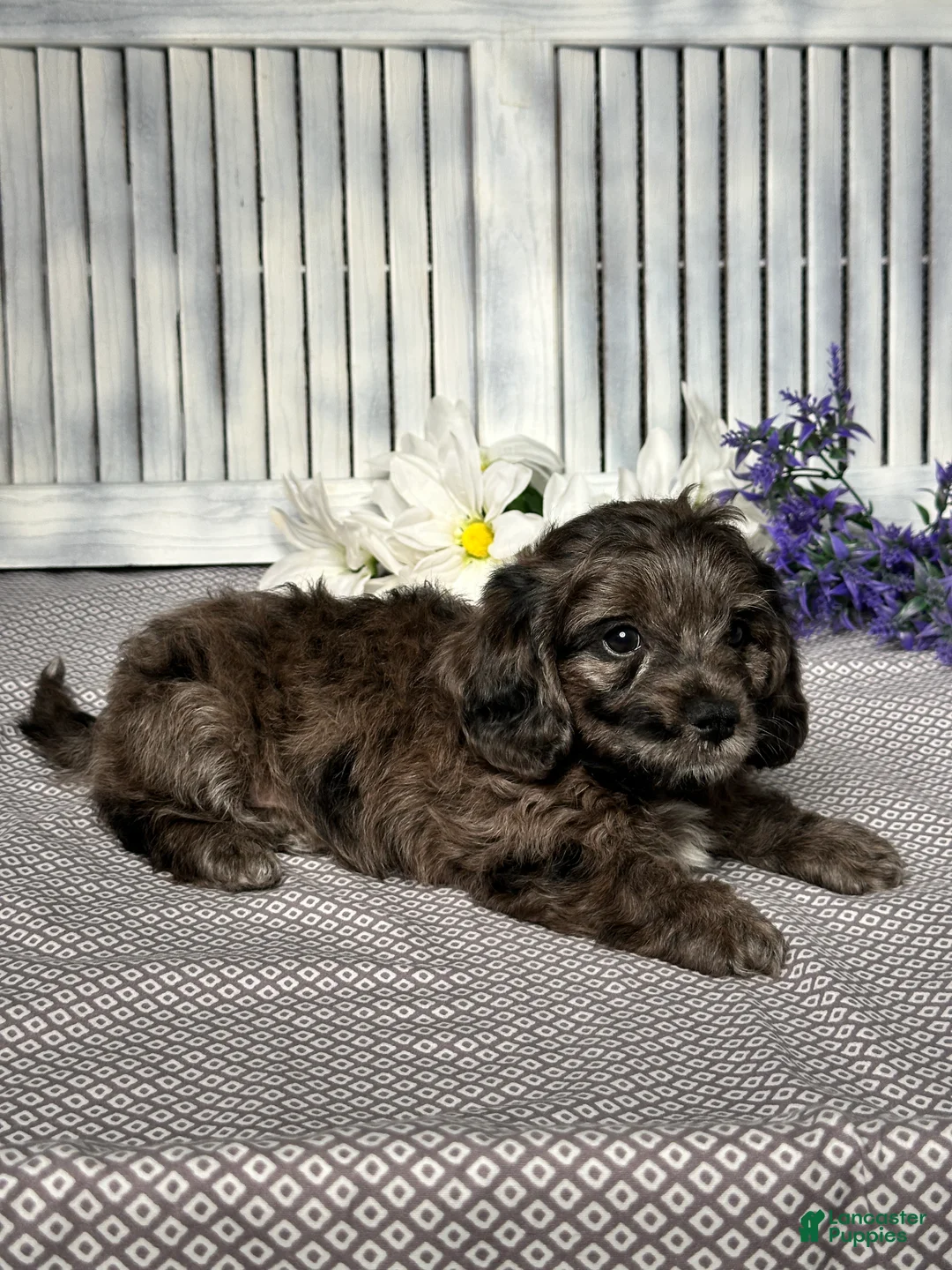 Mixed Breed dogs for sale: Wyatt - Ad 6