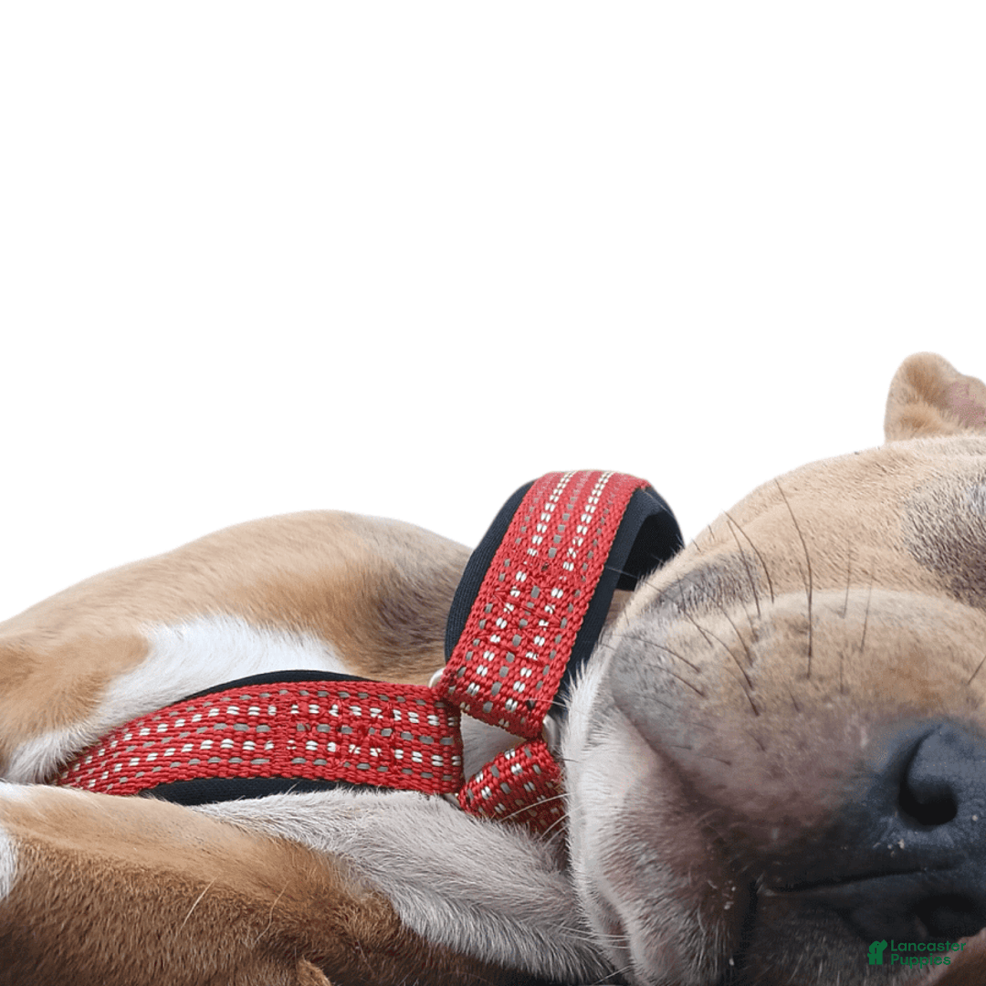 Gallery Image {{count}}