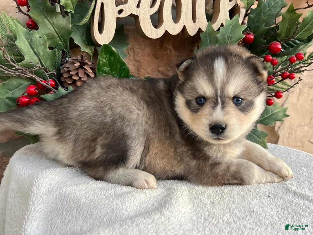 Pomsky dogs for sale: Holly - Ad 4