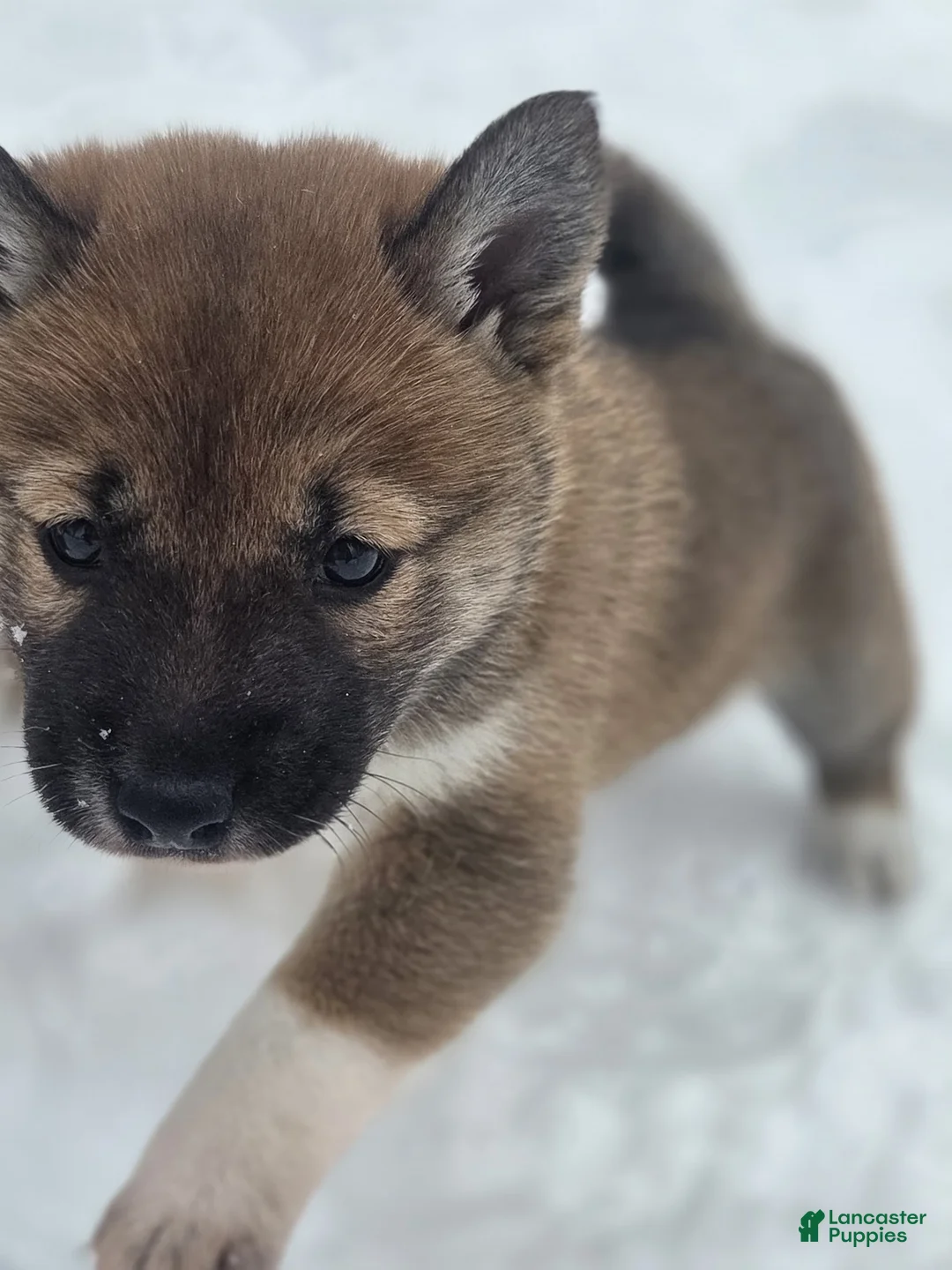 Shiba Inu dogs for sale: Shiba Inu Puppy 2 Sugar  - Ad 2