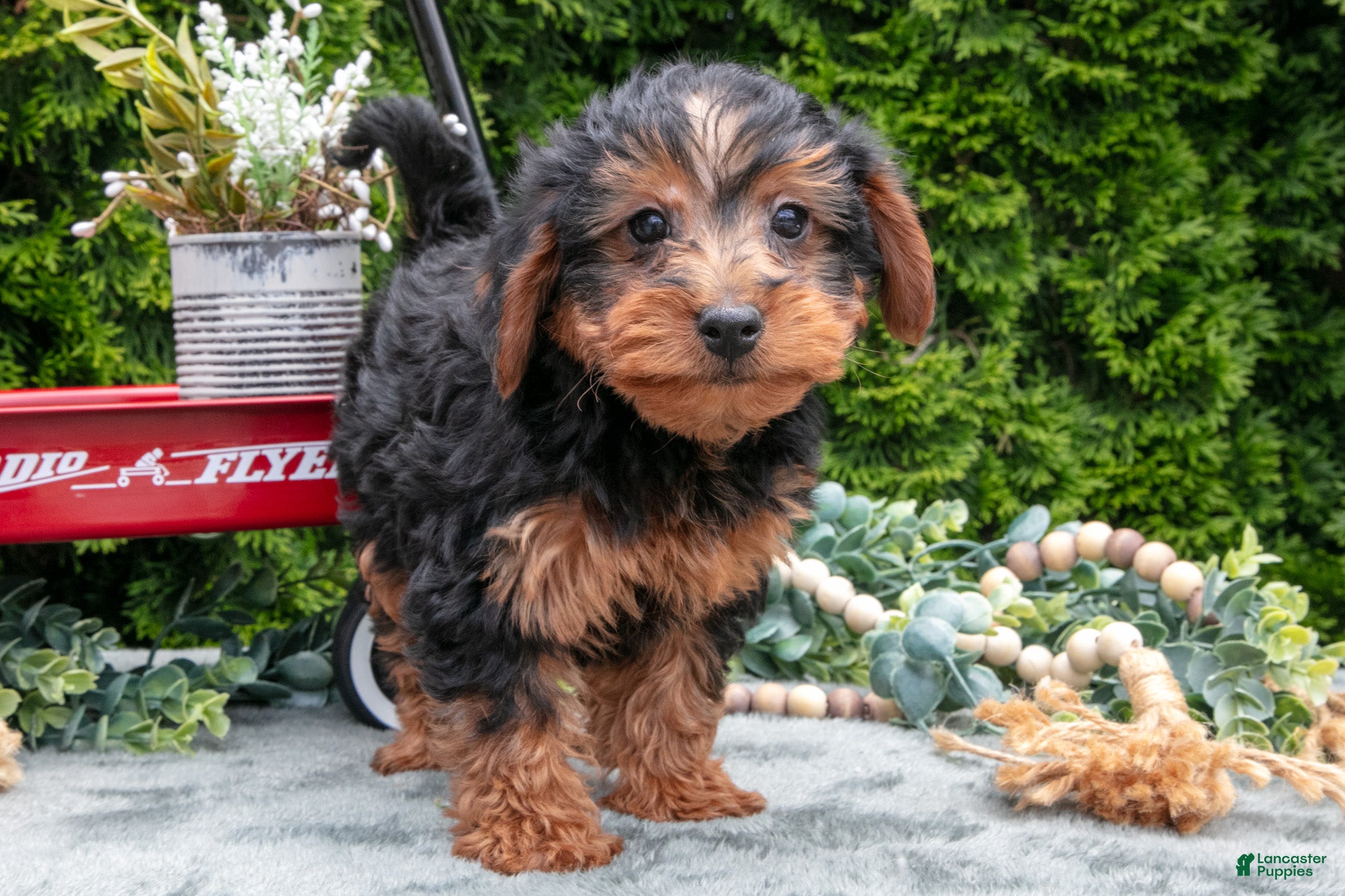 Shorkie dogs Coach - Ad 1