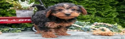 Shorkie dogs for sale: Coach - Ad 1