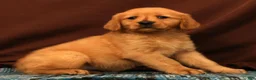 Golden Retriever dogs for sale: Amber - Ad 5