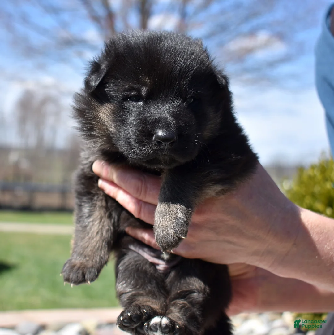 German Shepherd dogs for sale: Titan - Ad 1